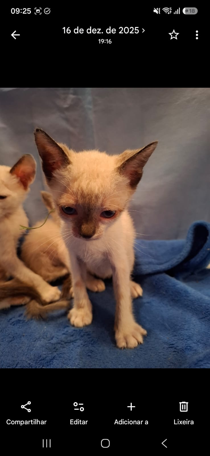 Foto de Pipo e Theo
